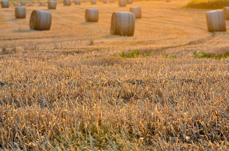 Dreamy Harvests