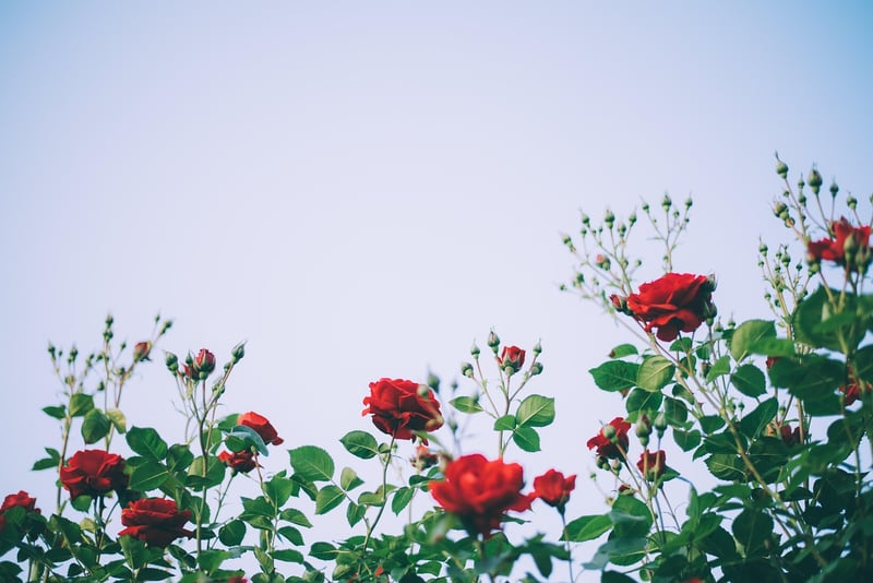 Secret Rose Garden