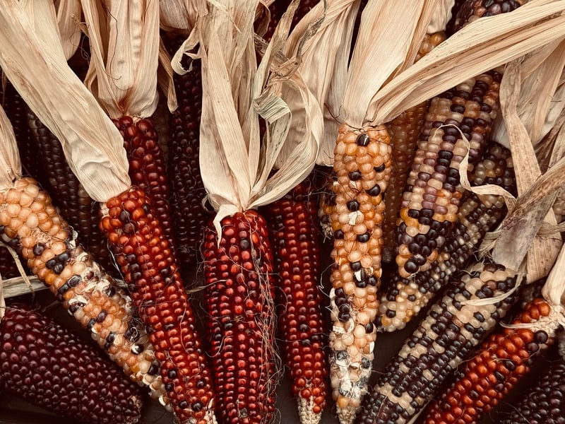 Fresh Harvest